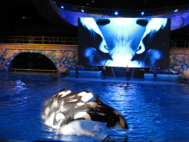Shamu Rocks (night time show)
