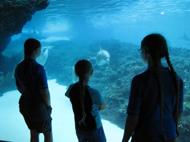 Watching dolphins or dolphins watching