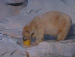 Klondike with his polar bear-sized fruit juice popsicle