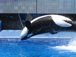 Shamu