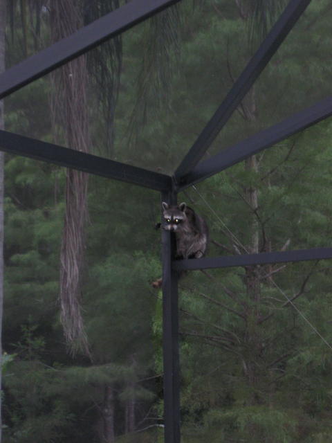 Raccoon1