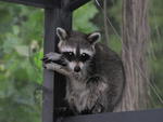 Raccoon