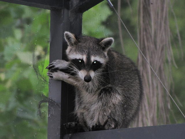 Raccoon2