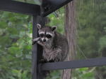Raccoon3