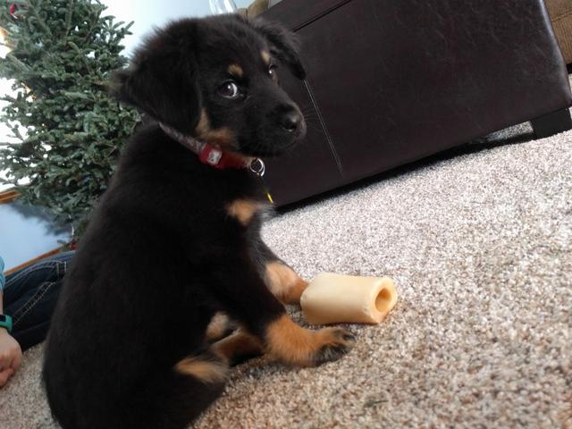 Captain Jack at Christmas time