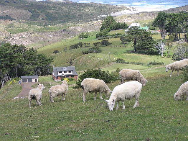 New Zealand Sheep
