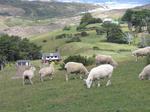 New Zealand Sheep