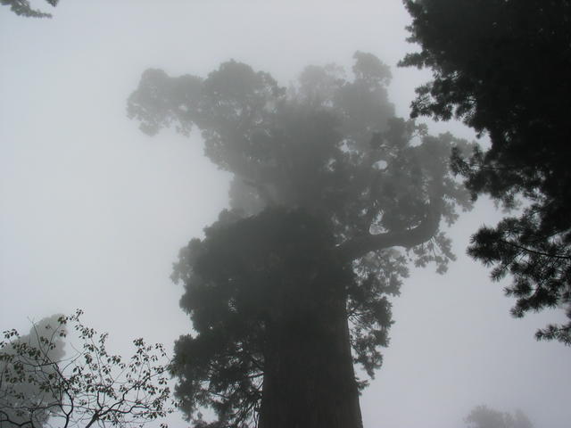 Giant In The Fog